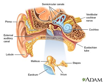 External/Middle/Inner Ear and Eustachian tube